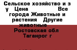 Сельское хозяйство и з/у › Цена ­ 2 500 000 - Все города Животные и растения » Другие животные   . Ростовская обл.,Таганрог г.